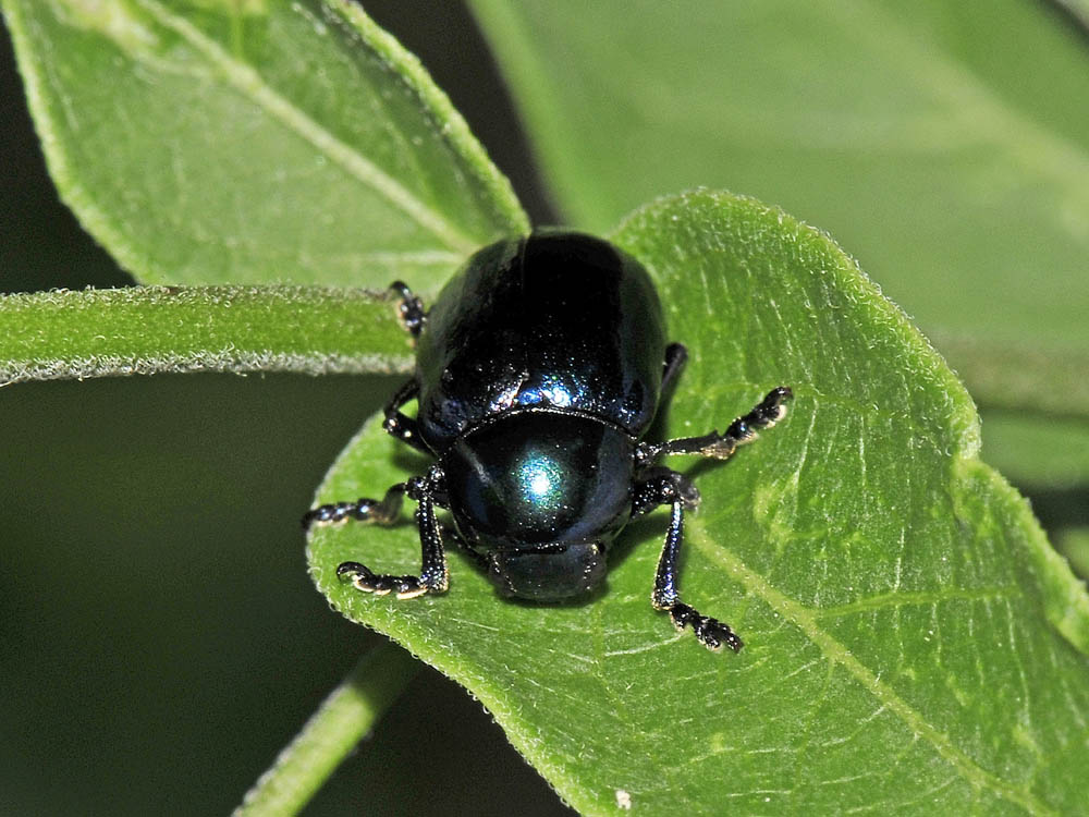 Colasposoma dauricum,  Crisomelide esotico